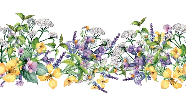 Seamless border of wild medicinal plant, herbs watercolor illustration isolated on white. Achillea millefolium, nettle, pulmonaria, celanine flower board hand drawn. Design for label, package, print vector
