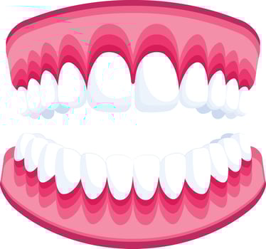Human Teeth Illustration vector