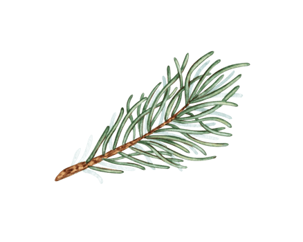 Fir branch with green needles watercolor illustration. Forest plants for winter and Christmas decor. Isolated from the background. Pine, fir, larch, juniper, thuja, larch, conifer. png