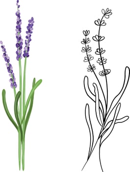 Branch of lavender in doodle and hand drawn styles vector