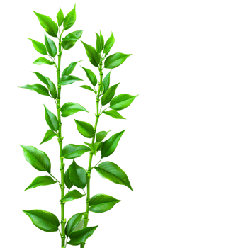 Plants and Houseplants for Home Decor and Plant Lovers png