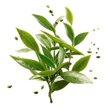A plant with leaves and green leaves png