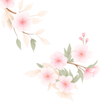 Cherry blossom clipart png