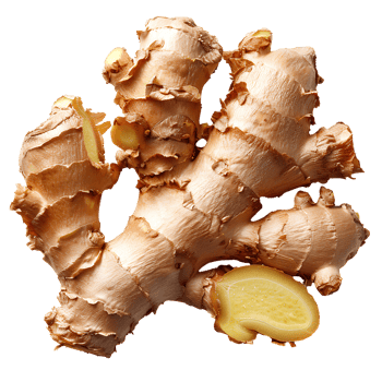 Ginger . Ginger root top view . ginger spice used for cooking and medicine flat lay isolated. ginger herb png