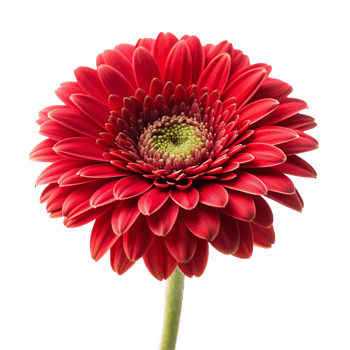 Red flower isolated on transparent background png
