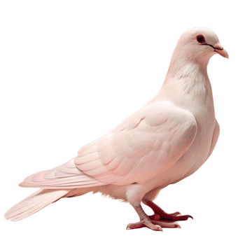 a white dove standing on a transparent background png