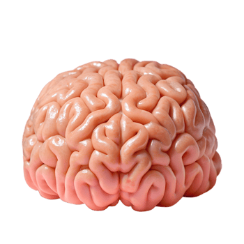 Close-up of a human brain model, showcasing detailed anatomy and structure, perfect for educational and scientific use. png