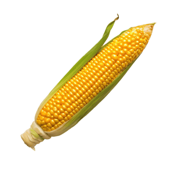 corn on the cob on a transparent background png