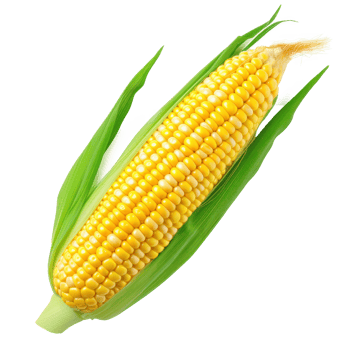 corn on the cob on a transparent background png