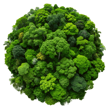 Aerial view of a lush green forest shaped like a globe, showcasing rich biodiversity and vibrant foliage. Perfect backdrop for nature-related themes. png