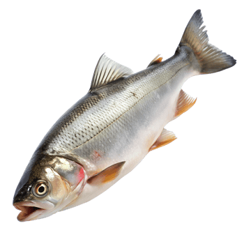 High-quality image of a fresh raw fish isolated on a white background, suitable for culinary and seafood presentations. png