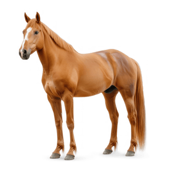 a horse standing on transparent background png