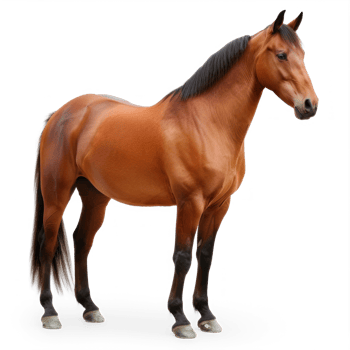 horse standing on transparent background png