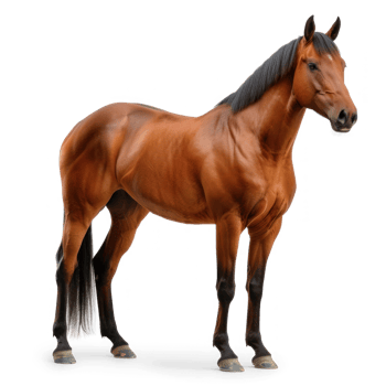 a horse standing on transparent background png