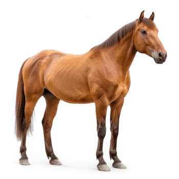 a horse standing on transparent background png