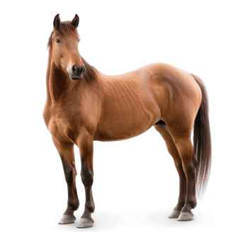 a horse standing on transparent background png