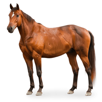 a horse standing on transparent background png