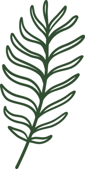 fern line illustration organic design png