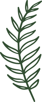 fern line illustration organic design png