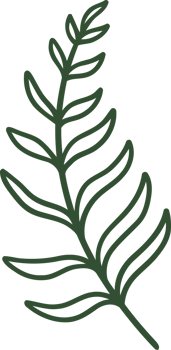 fern line illustration organic design png