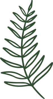 fern line illustration organic design png