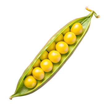High-quality image of a green pea pod with bright yellow peas isolated on a white background. Perfect for food and agriculture concepts. png