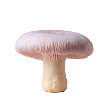 Close-up of a fresh pink mushroom with sturdy stem and gills, isolated on a white background, perfect for culinary and botanical projects. png