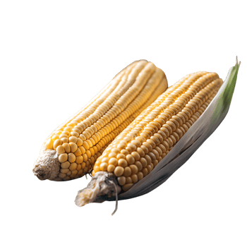Fresh, ripe ears of corn with husks removed revealing golden kernels, perfect for harvest, food, and agricultural themes. png