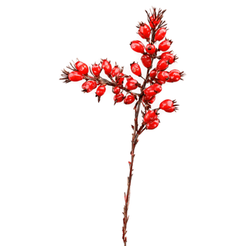 Barberry with red berries and thorny stem in dynamic arrangement Food and culinary concept png