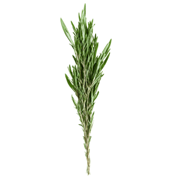 Dried tarragon leaves dark green color slender leaves subtle aroma Food and culinary concept png