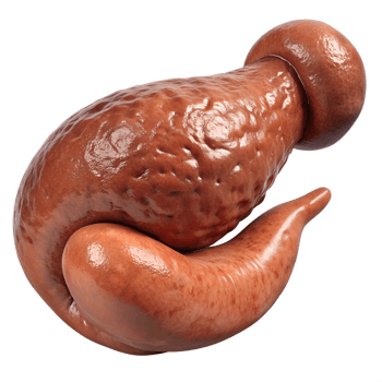 Detailed 3D rendered model of a human stomach organ isolated on a white background, showing complex texture and anatomy. png