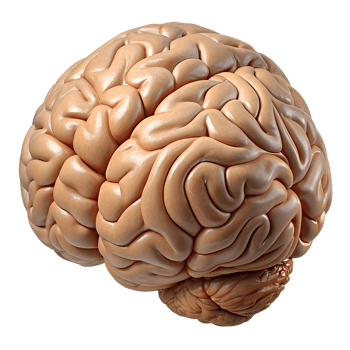 High-quality 3D render of a human brain showcasing detailed anatomy, perfect for medical and educational purposes in stock illustrations. png