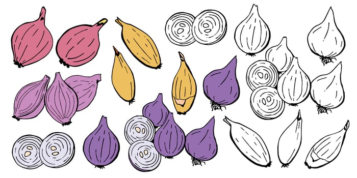 Onion set, whole and slices of onion. Collection of vegetable designer elements for packaging health food and recipe book vector