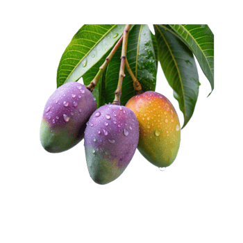 mangoes on a branch with water drops png