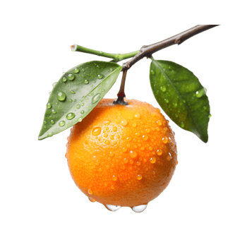 orange with water drops on it on a branch png