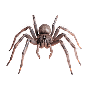 Detailed close-up of a tarantula spider with visible fangs and fuzzy legs isolated on white background. png