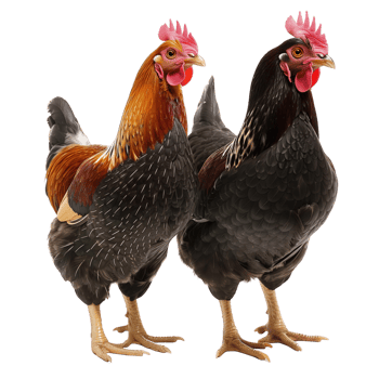 Two hens isolated on a transparent background png