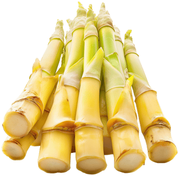 Bamboo shoot Vegetable Clipart - Fresh delicious Bamboo shoots isolated illustration on a transparent background png