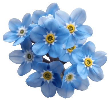 Myosotis Clipart - Scorpion grasses Flower - Forget Me Not Flower isolated illustration on a transparent background png