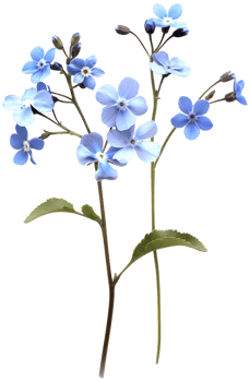 Myosotis Clipart - Scorpion grasses Flower - Forget Me Not Flower isolated illustration on a transparent background png