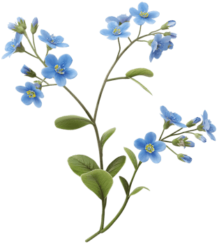 Myosotis Clipart - Scorpion grasses Flower - Forget Me Not Flower isolated illustration on a transparent background png