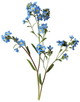 Myosotis Clipart - Scorpion grasses Flower - Forget Me Not Flower isolated illustration on a transparent background png