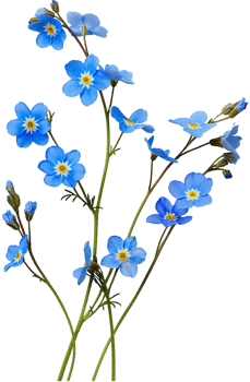 Myosotis Clipart - Scorpion grasses Flower - Forget Me Not Flower isolated illustration on a transparent background png