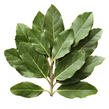 Bay leaf . Bay herb top view isolated. Aromatic herb of bay leaf used for cooking and flavouring . Bay leaf herb . Mediterranean cuisine png