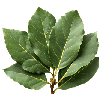 Bay leaf . Bay herb top view isolated. Aromatic herb of bay leaf used for cooking and flavouring . Bay leaf herb . Mediterranean cuisine png