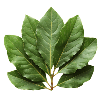 Bay leaf . Bay herb top view isolated. Aromatic herb of bay leaf used for cooking and flavouring . Bay leaf herb . Mediterranean cuisine png