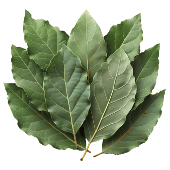 Bay leaf . Bay herb top view isolated. Aromatic herb of bay leaf used for cooking and flavouring . Bay leaf herb . Mediterranean cuisine png