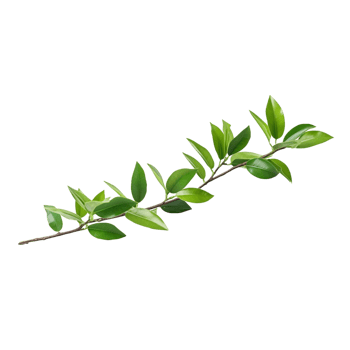 A branch of a plant with green leaves on transparent background png