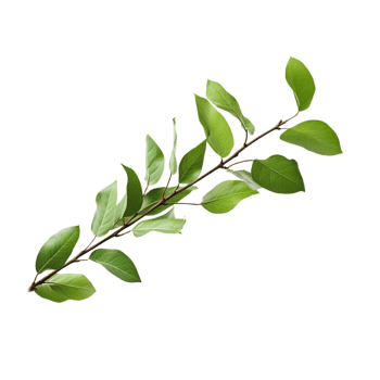 A branch of a plant with green leaves on transparent background png