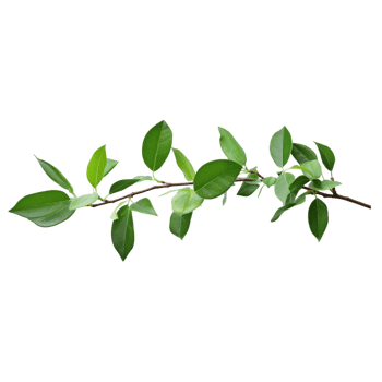A branch of a plant with green leaves on transparent background png